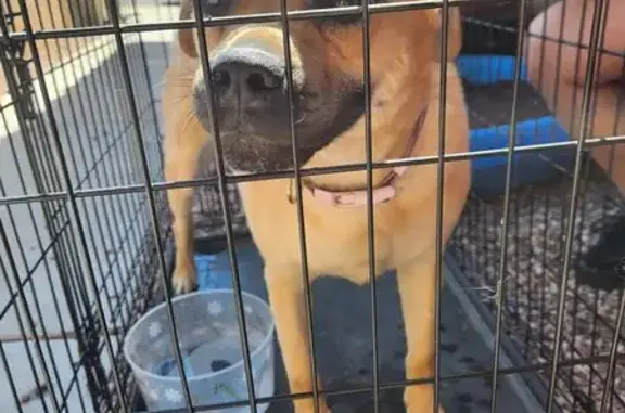 Found Female Dog: Golden Coat in El Mirage