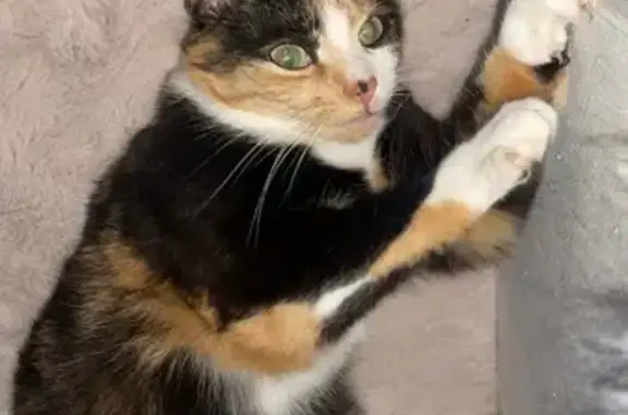 Chatte tricolore perdue, Fromentières - photo
