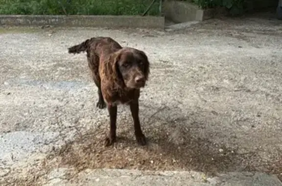 Chien mâle marron trouvé au Thor - photo