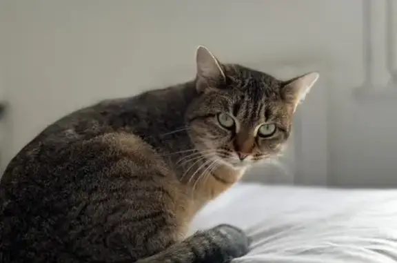 Animaux perdus Plérin, photo: Chatte tigrée perdue, 2 ans, Plérin