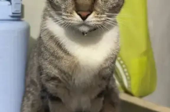 Gatita Atigrada Perdida en Can...