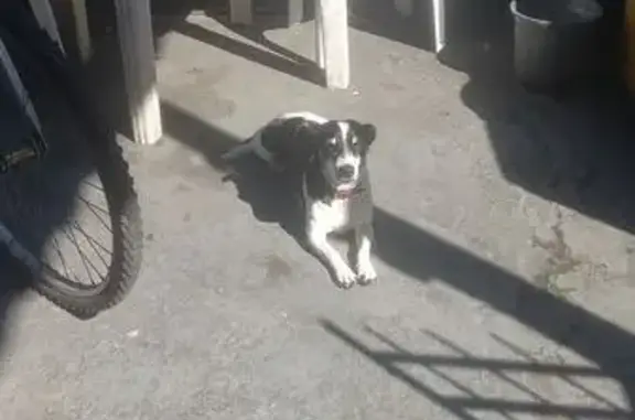 cachorro desaparecida