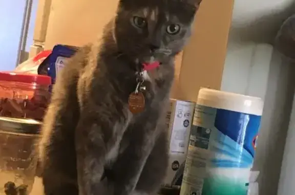 Lost Calico Cat Catalina: Needs Medication