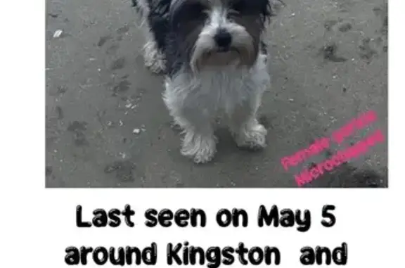 Lost Dog Alert: Black & White in Aurora