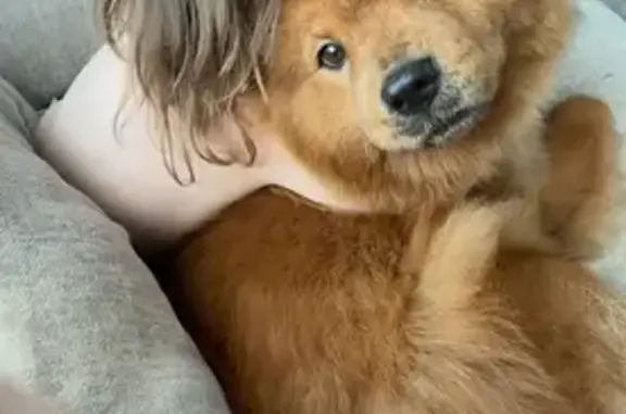 Lost Chow Diva: Orange-Brown, N. Liberty