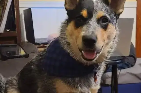 Lost Multi-Colored Heeler in Deerfield