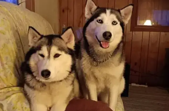 Missing Husky Nala: Help Find Her!