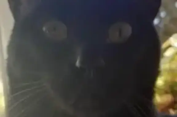 ¡Ayuda a encontrar a nuestro gato perdido!