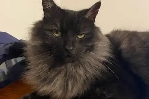 Animaux perdus Wolfisheim, photo: Chat noir et gris perdu à Wolfisheim