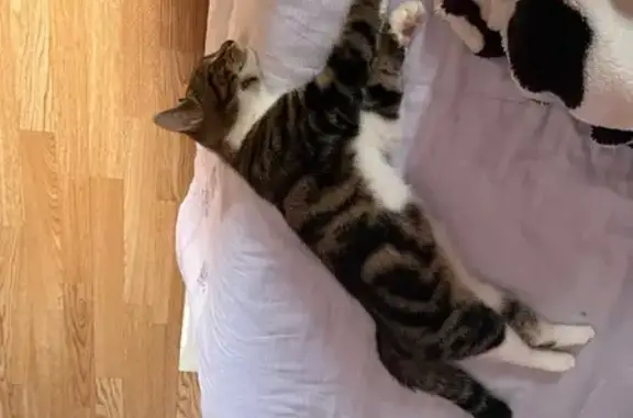 Missing Cat: Black, Grey & White Beauty