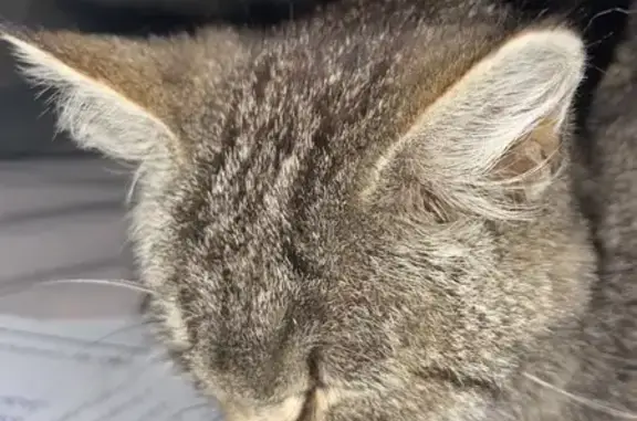 Chat tigré trouvé à Moulins-sur-Tardoire - photo