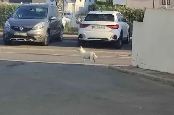 Chien trouvé Courseulles-sur-Mer, photo: Chien blanc aux oreilles marron trouvé