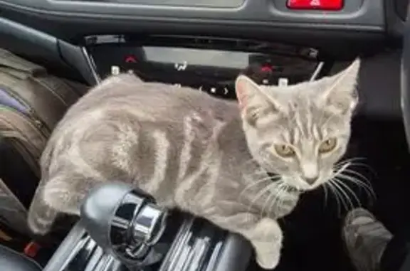 Lost Grey Tabby Kitten - £500 Reward!