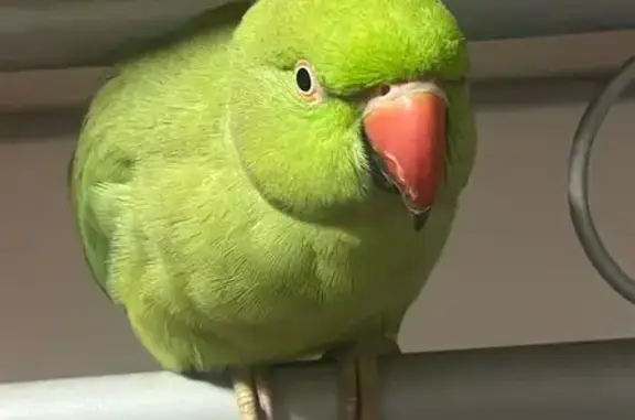 Lost Bird on Wrights Ave, Cumberland