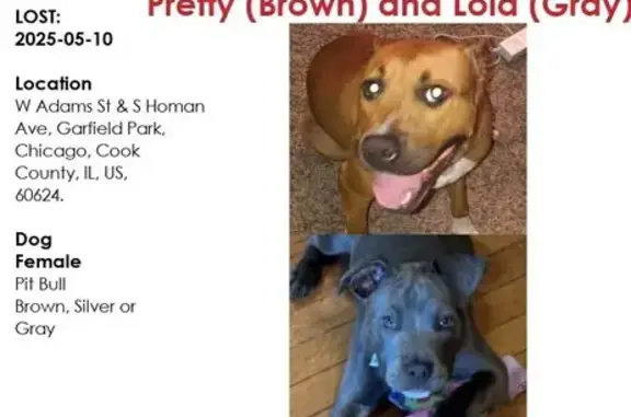 Lost Dogs: Pretty & Lola in Chicago