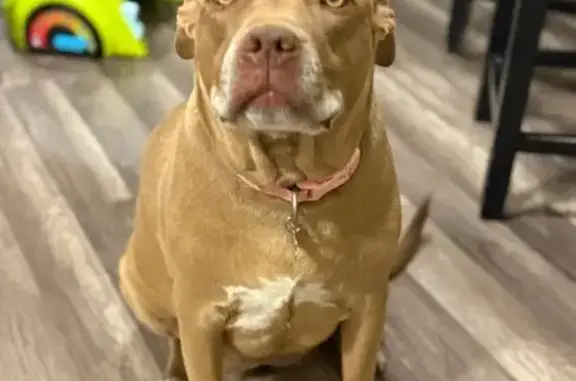 Lost Reddish Tan Dog - Kingman Area