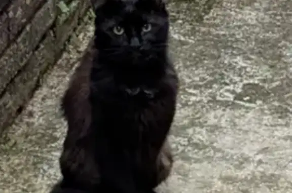 Found Young Black Cat on Rawstorne St
