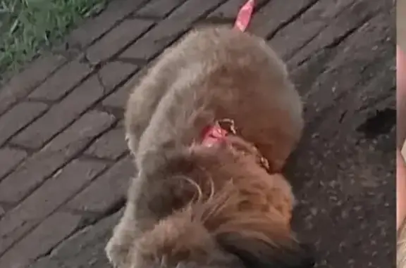 cachorro desaparecida
