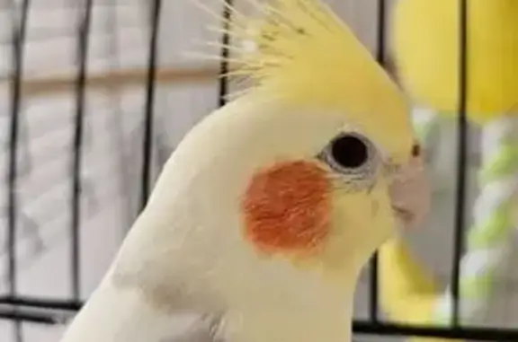 Lost Yellow Cockatiel in Parkville - Reward!