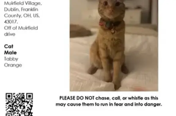 Lost Orange Cat: Plaid Collar, Dublin 6012