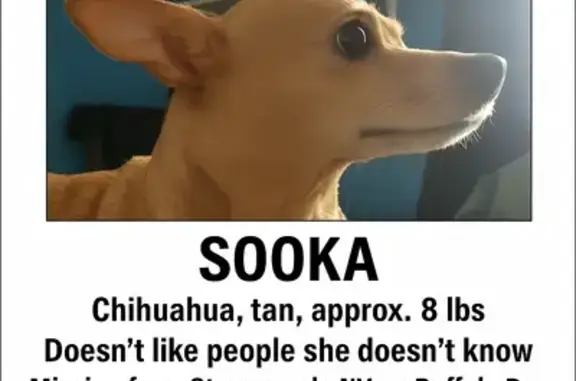 Lost Tan Dog 'Sooka' - Pink Collar