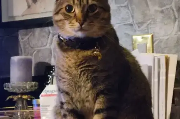 Lost Sweet Indoor Cat on Hillcrest Dr