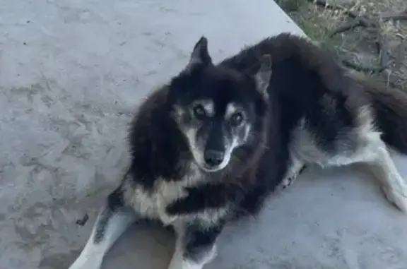 Lost Siberian Husky on Lovell View Dr