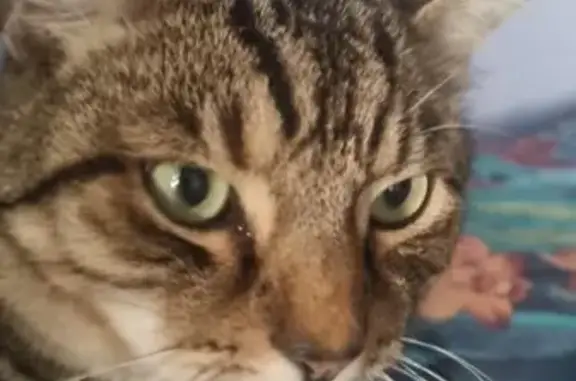 Lost Cat Near Wanneroo - Microchipped
