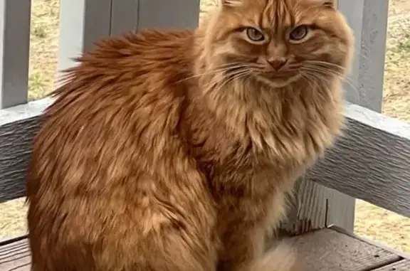 Lost Cat: Orange Coat on Bagley Way