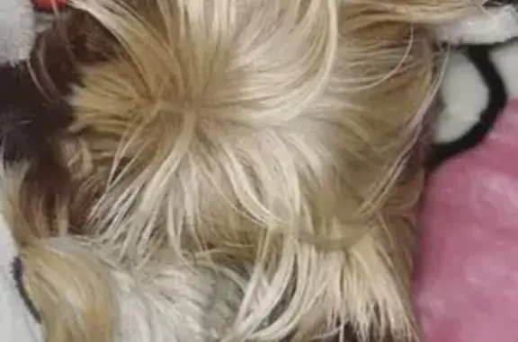 Lost Sweet Dog: Grey & Honey in Clarksville