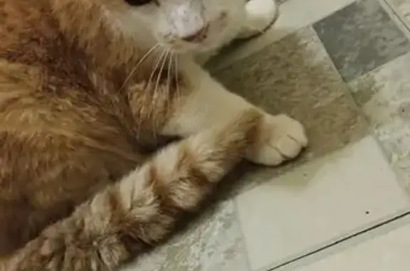 Found: Orange & White Cat, Unique Ears