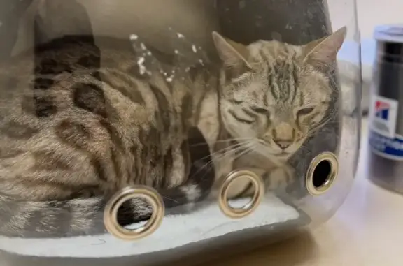 Lost Cat in Keystone Place, Bakersfield