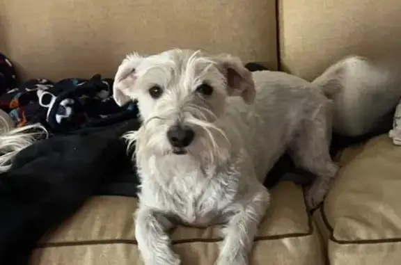 Lost Dog: White Coat, Birthmark, No Collar