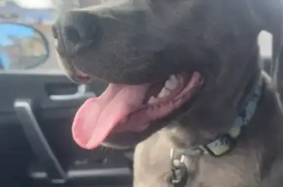 Lost Dog: Dark Grey, Blue & Green Collar