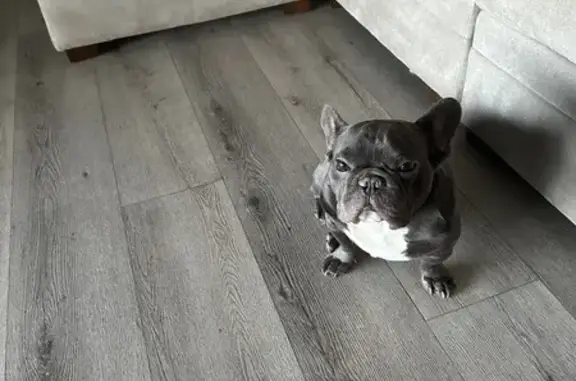 Lost Frenchie on Truman Ave, Bakersfield