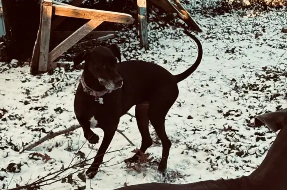 Lost Black Great Dane on Oakland Dr, Elgin