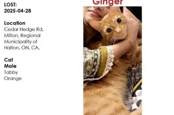 Lost Orange Cat on Cedar Hedge Rd