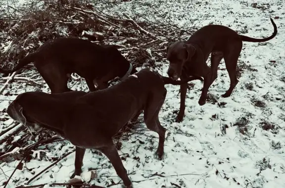 Lost Great Dane: Oakland Dr, Elgin