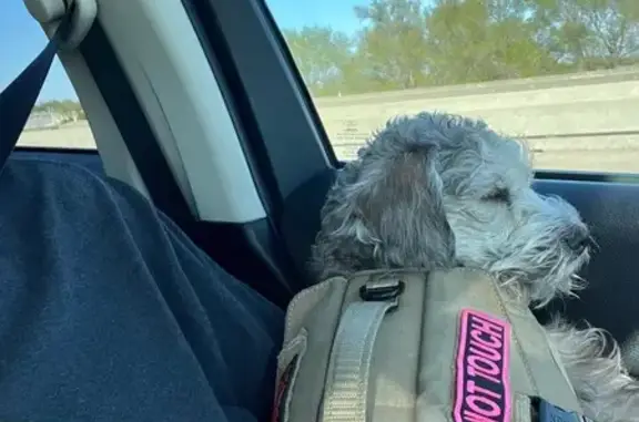 Lost Dog: Grey, 20lbs, Needs Meds Urgently