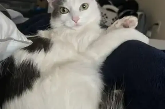 Lost Fluffy-Tailed Cat on E 30th St, Tucson