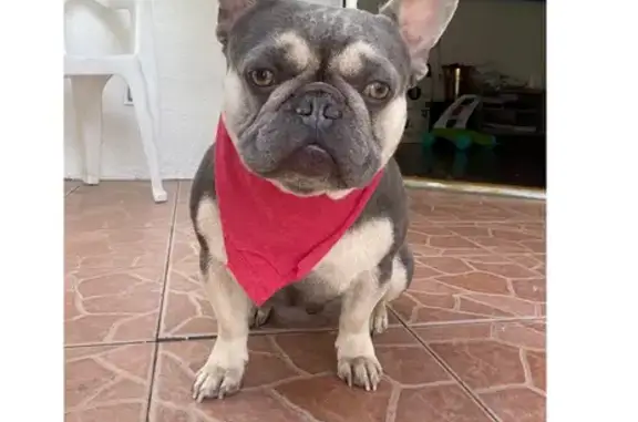 Lost Frenchie: Medical Needs, Help Find!