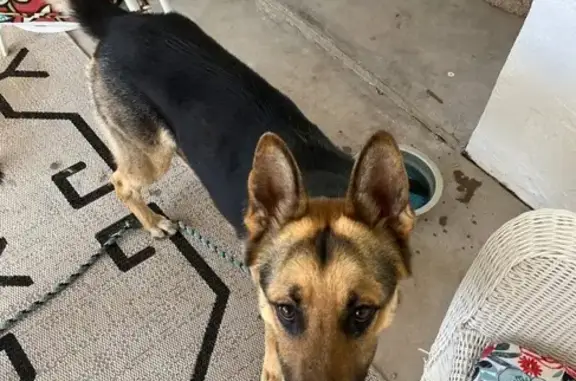 Sweet Young German Shepherd Found in Mesa