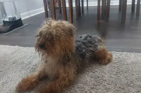 Found: Small Tan & Grey Dog on W Main St