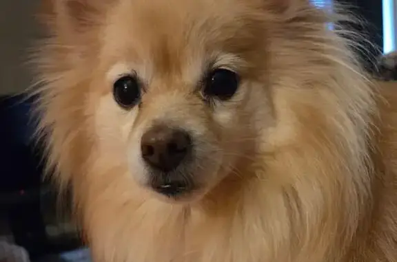 Lost Skittish Dog in Pecan Heights