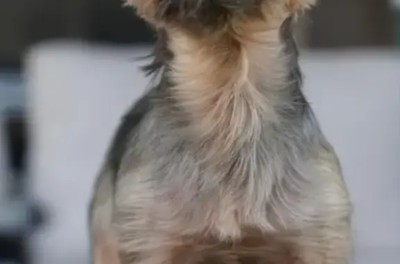 Lost Dog: Max, 14, 10lbs, Call #346-593-7912
