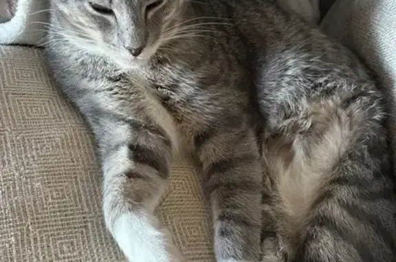Help Find Smokey: Missing Cat in Boerne