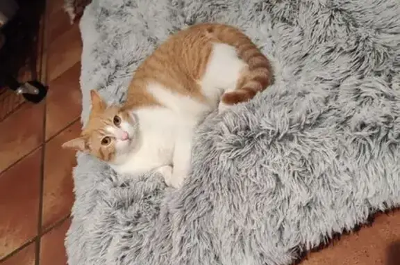Lost Tabby: White & Orange, Gold Eyes