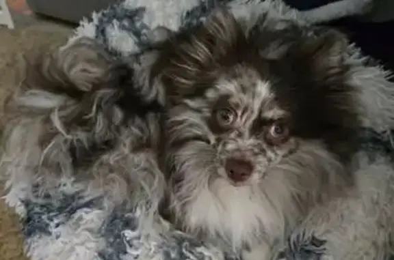 Lost: Jasper, 9-Month Merle Pomeranian