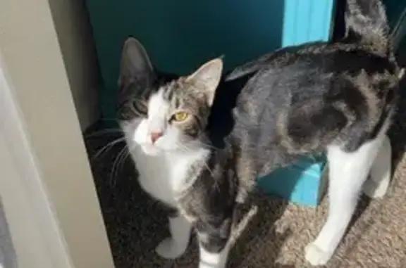 Lost Cat: Black Swirls, White Paws - 1710