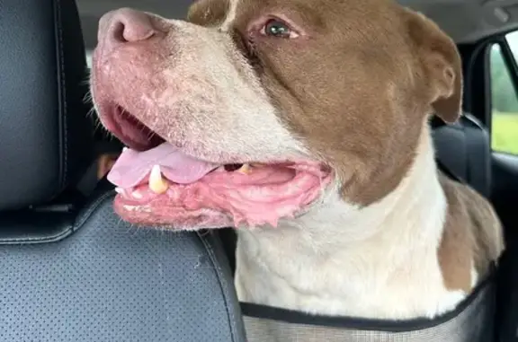 Found: Brown & White Male Dog, Locust Grove